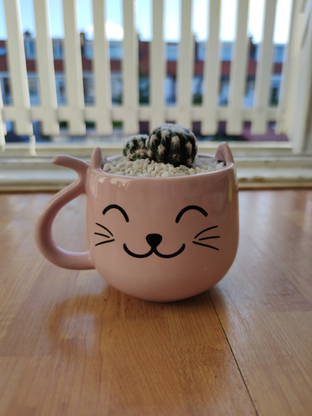 Cat pot Felix