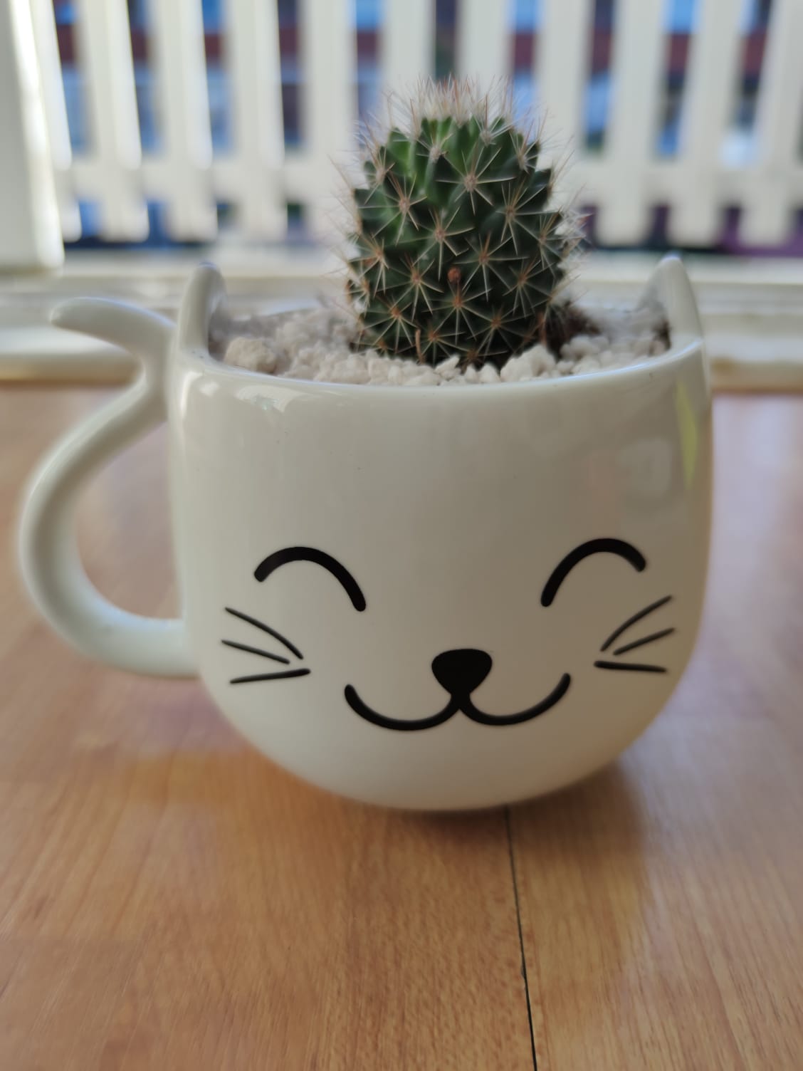 Cat pot Felix