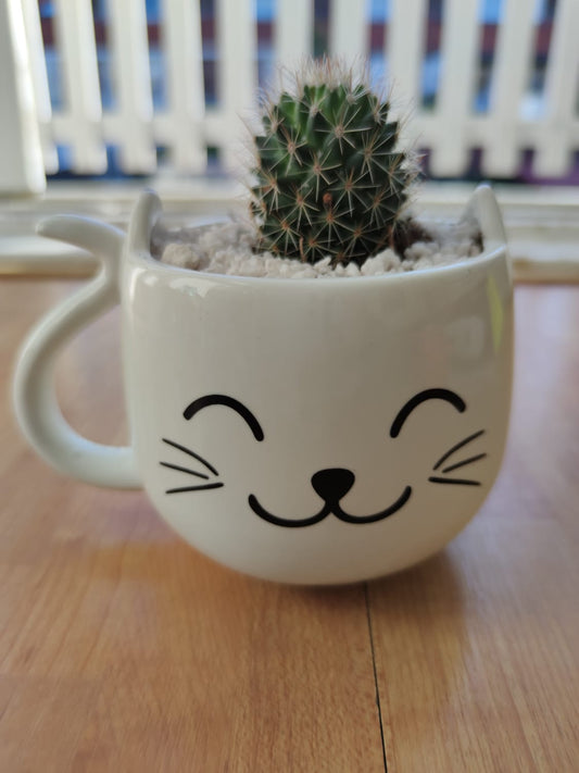 Cat pot Felix